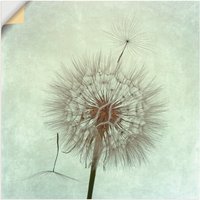 Artland Wandbild "Pusteblume II", Blumen, (1 St.) von Artland