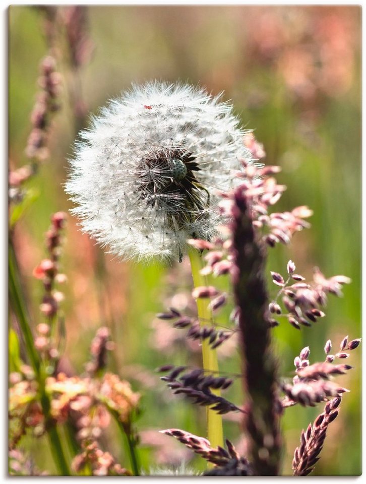 Artland Wandbild Pusteblume III, Blumen (1 St), als Leinwandbild, Poster in verschied. Größen von Artland