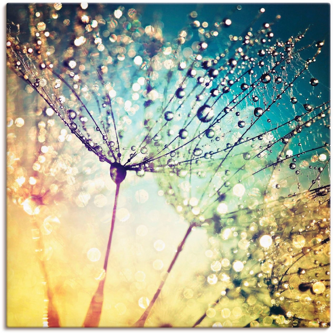 Artland Wandbild Pusteblume Zaubertropfen, Blumen (1 St), als Alubild, Outdoorbild, Leinwandbild, Poster, Wandaufkleber von Artland