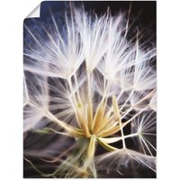 Artland Wandbild "Pusteblume", Blumen, (1 St.) von Artland