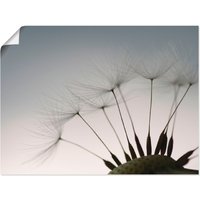 Artland Wandbild "Pusteblumen-Samen I", Blumen, (1 St.), als Alubild, Outdoorbild, Leinwandbild, Poster in verschied. Größen von Artland