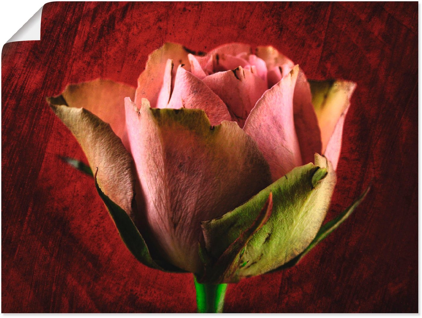 Artland Poster Rosa Rose, Blumen (1 St), als Leinwandbild, Wandaufkleber oder Poster in versch. Größen von Artland