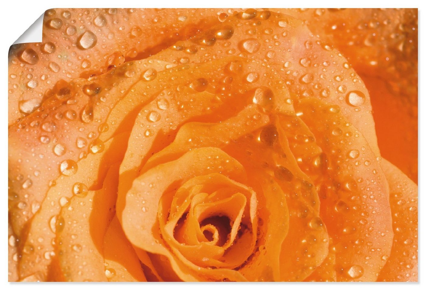 Artland Poster Rose, Blumen (1 St), als Alubild, Leinwandbild, Wandaufkleber oder Poster in versch. Größen von Artland