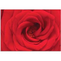 Artland Wandbild "Rote Rose", Blumen, (1 St.) von Artland