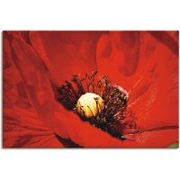 Artland Wandbild "Roter Mohn", Blumen, (1 St.), als Alubild, Leinwandbild, Wandaufkleber oder Poster in versch. Größen von Artland