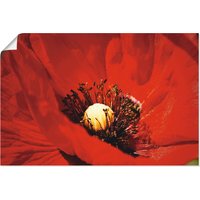 Artland Wandbild "Roter Mohn", Blumen, (1 St.) von Artland