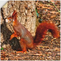 Artland Wandbild "Rotes Eichhörnchen will hoch hinaus", Wildtiere, (1 St.) von Artland