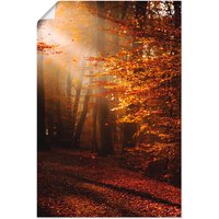 Artland Wandbild "Sonnenaufgang im Herbst", Wald, (1 St.) von Artland
