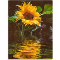 Artland Wandbild "Sonnenblume", Blumen, (1 St.) von Artland