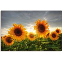 Artland Wandbild "Sonnenblumen II", Blumen, (1 St.) von Artland