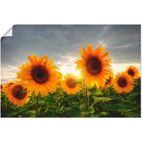 Artland Wandbild "Sonnenblumen II", Blumen, (1 St.) von Artland