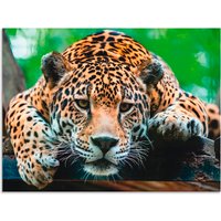 Artland Wandbild "Südamerikanischer Jaguar", Wildtiere, (1 St.), als Alubild, Outdoorbild, Leinwandbild, Poster, Wandaufkleber von Artland