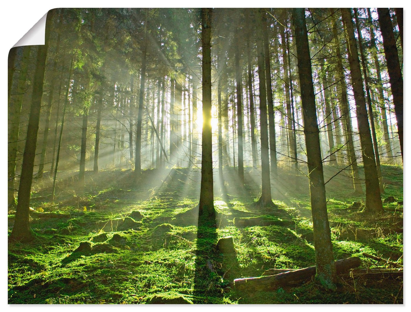 Artland Wandbild Wald im Gegenlicht, Wald (1 St), als Leinwandbild, Poster in verschied. Größen von Artland