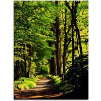 Artland Wandbild "Weg im Wald", Wald, (1 St.), als Alubild, Outdoorbild, Leinwandbild, Poster in verschied. Größen von Artland