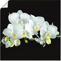 Artland Wandbild "Weiße Orchidee auf schwarzem Hintergrund", Blumen, (1 St.) von Artland