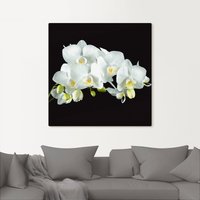 Artland Wandbild "Weiße Orchidee auf schwarzem Hintergrund", Blumen, (1 St.) von Artland