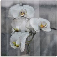 Artland Wandbild "Weisse Orchideen - white Orchid", Blumen, (1 St.) von Artland