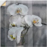 Artland Wandbild "Weisse Orchideen - white Orchid", Blumen, (1 St.) von Artland