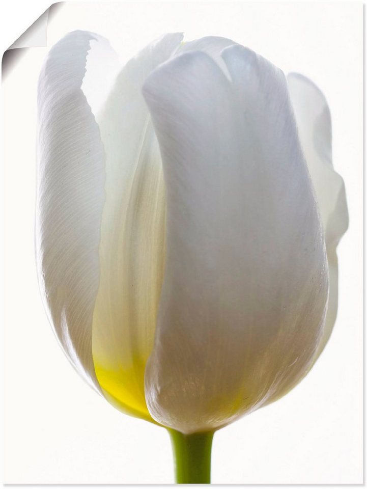 Artland Poster Weiße Tulpe, Blumen (1 St), als Alubild, Leinwandbild, Wandaufkleber oder Poster in versch. Größen von Artland