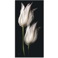 Artland Wandbild "Weiße Tulpen in der Nacht", Blumenbilder, (1 St.) von Artland