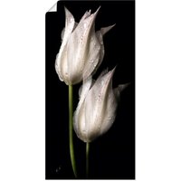 Artland Wandbild "Weiße Tulpen in der Nacht", Blumenbilder, (1 St.) von Artland