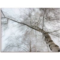 Artland Wandbild "Winter Birke", Bäume, (1 St.) von Artland