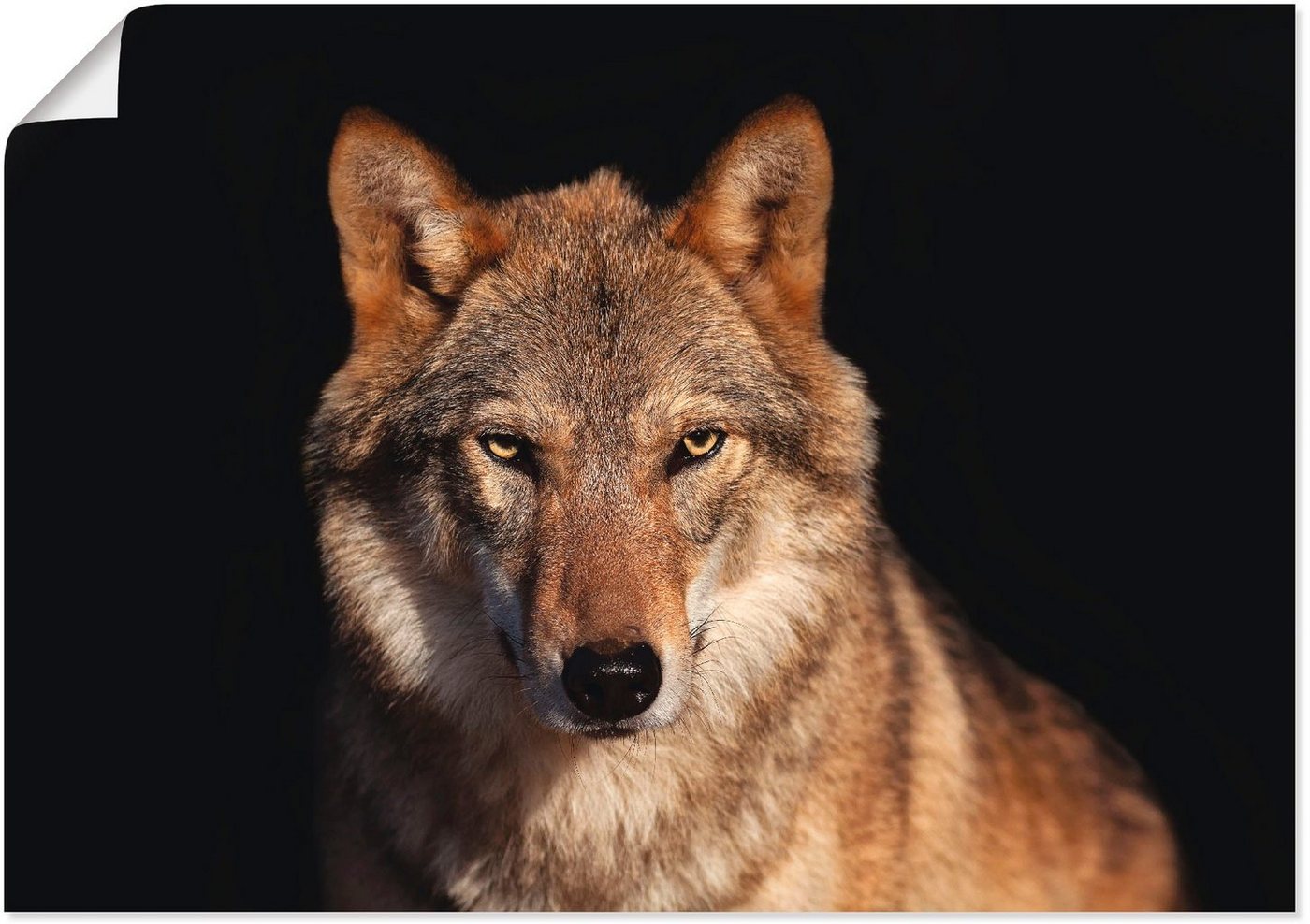 Artland Poster Wolf, Wildtiere (1 St), als Alubild, Leinwandbild, Wandaufkleber oder Poster in versch. Größen von Artland