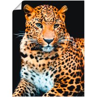 Artland Wandbild "Wütender wilder Leopard", Wildtiere, (1 St.) von Artland