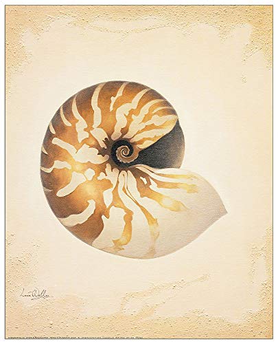 Artopweb TW18208 Welles - Nautilus Dekorative Paneele, Multifarbiert, 40x50 Cm von Artopweb