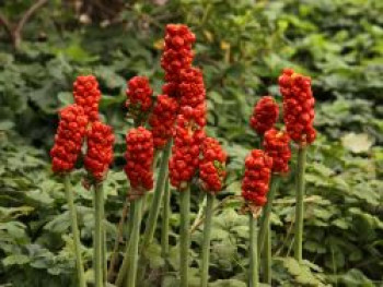 Geaderter Aronstab, Arum italicum, Topfware von Arum italicum