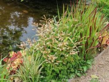 Zwerg-Geißbart, Aruncus aethusifolius, Containerware von Aruncus aethusifolius
