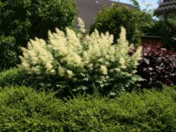 Hoher Wald-Geißbart, Aruncus dioicus, Topfware Hoher Wald-Geißbart, Aruncus dioicus, Topfware von Aruncus dioicus