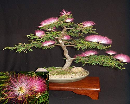 Arvice seeds Seidenbaum Mimosa Bonsai Persisch rosa Seide Baum 10 Samen SELTEN von Arvice seeds