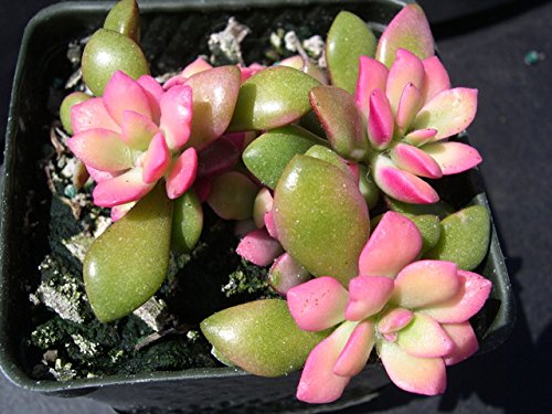 Arvice seeds anacampseros telephiastrum Sunrise Succulents 5 Samen Einzigartiger rosa Farbe Rare von Arvice seeds