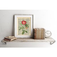 Blume Rose Illustration Wörterbuch Kunstdruck von ArwenPrints