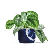 Shibori Indigo Überpflanzung - 4'' | Mehr Blauer Farbstoff von AseSpirit