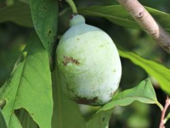 Indianerbanane / Papau, 80-100 cm, Asimina triloba, Containerware von Asimina triloba