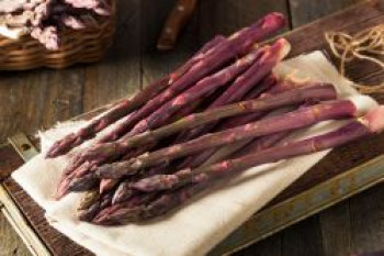 Gemüse-Spargel 'Pacific Purple', Asparagus officinalis 'Pacific Purple', Containerware von Asparagus officinalis 'Pacific Purple'