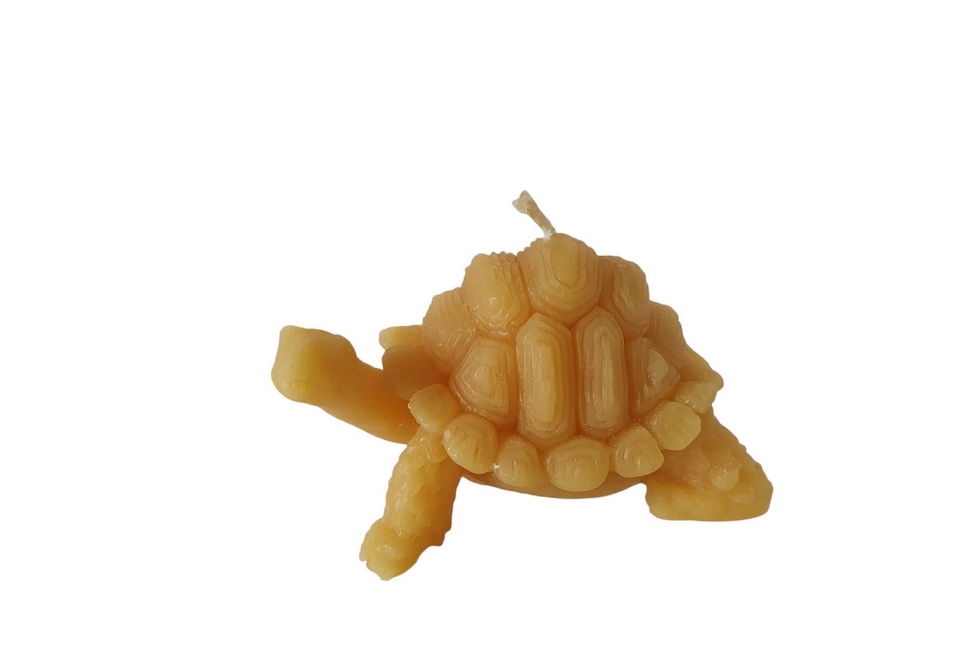 Aspinaworld Formkerze Bienenwachskerze - Schildkröten Kerze Kopf oben 4 cm - Honigkerze Aspinaworld Formkerze Bienenwachskerze - Schildkröten Kerze Kopf oben 4 cm - Honigkerze von Aspinaworld