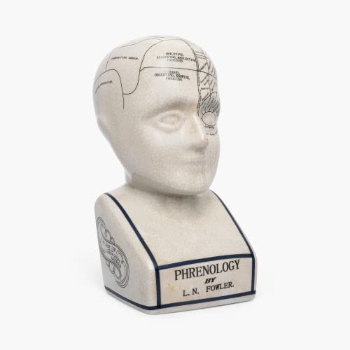 Assorted Collections ACL Phrenology Head – Keramikornament, Sammlerstück, Retro-Büste – Glasur-Finish – Blickfang – Arzttisch – LN Fowler – Gehirnsinne 28 cm von Assorted Collections