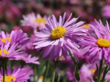 Alpen-Aster 'Happy End', Aster alpinus 'Happy End', Topfware von Aster alpinus 'Happy End'