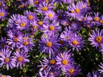 Sommer-Aster 'Blue King', Aster amellus 'Blue King', Topfware von Aster amellus 'Blue King'