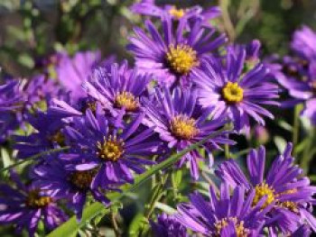 Sommer-Aster 'Butzemann', Aster amellus 'Butzemann', Topfware von Aster amellus 'Butzemann'