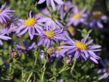 Sommeraster 'Dr. Otto Petscheck', Aster amellus 'Dr. Otto Petscheck', Topfware von Aster amellus 'Dr. Otto Petscheck'