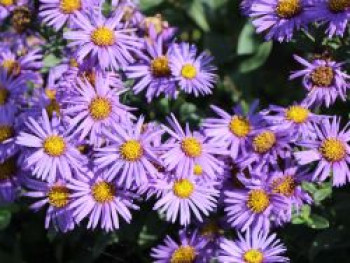 Sommer-Aster 'Glücksfund', Aster amellus 'Glücksfund', Topfware von Aster amellus 'Glücksfund'