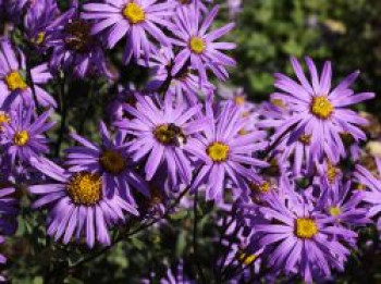 Sommer-Aster 'Rudolf Goethe', Aster amellus 'Rudolf Goethe', Topfware von Aster amellus 'Rudolf Goethe'