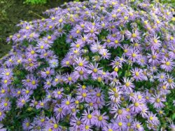 Sommer-Aster 'Sternkugel', Aster amellus 'Sternkugel', Topfware von Aster amellus 'Sternkugel'