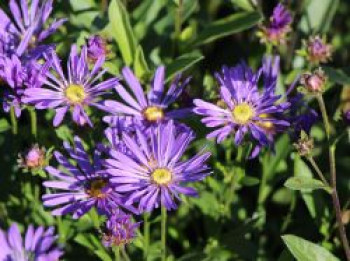 Sommer-Aster 'Veilchenkönigin', Aster amellus 'Veilchenkönigin', Topfware von Aster amellus 'Veilchenkönigin'