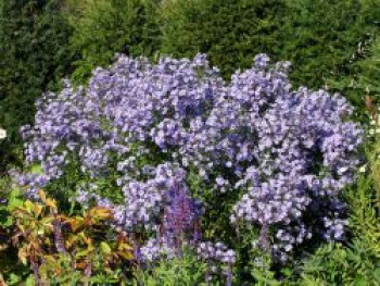 Schleieraster 'Ideal', Aster cordifolius 'Ideal', Topfware von Aster cordifolius 'Ideal'