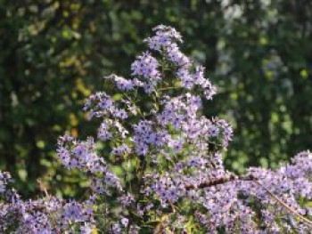 Schleier-Aster 'Little Carlow', Aster cordifolius 'Little Carlow', Topfware von Aster cordifolius 'Little Carlow'
